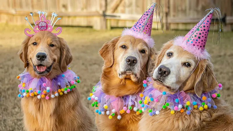 Drei Golden Retriever, die rosafarbene Partyhütchen tragen